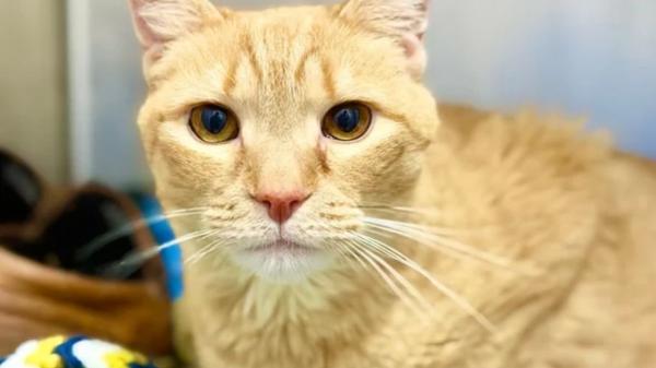 Tras volver a un refugio porque su familia se mudó a una residencia para mayores, este gato se aferró a los zapatos de su antiguo dueño para sentirse cerca de él: la historia de Ming - Por qué los zapatos de su antiguo tutor eran tan importantes para Ming
