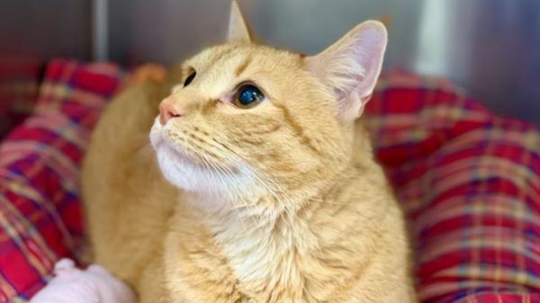 Tras volver a un refugio porque su familia se mudó a una residencia para mayores, este gato se aferró a los zapatos de su antiguo dueño para sentirse cerca de él: la historia de Ming - Su familia ya no podía cuidarlo: la razón por la que volvió al refugio