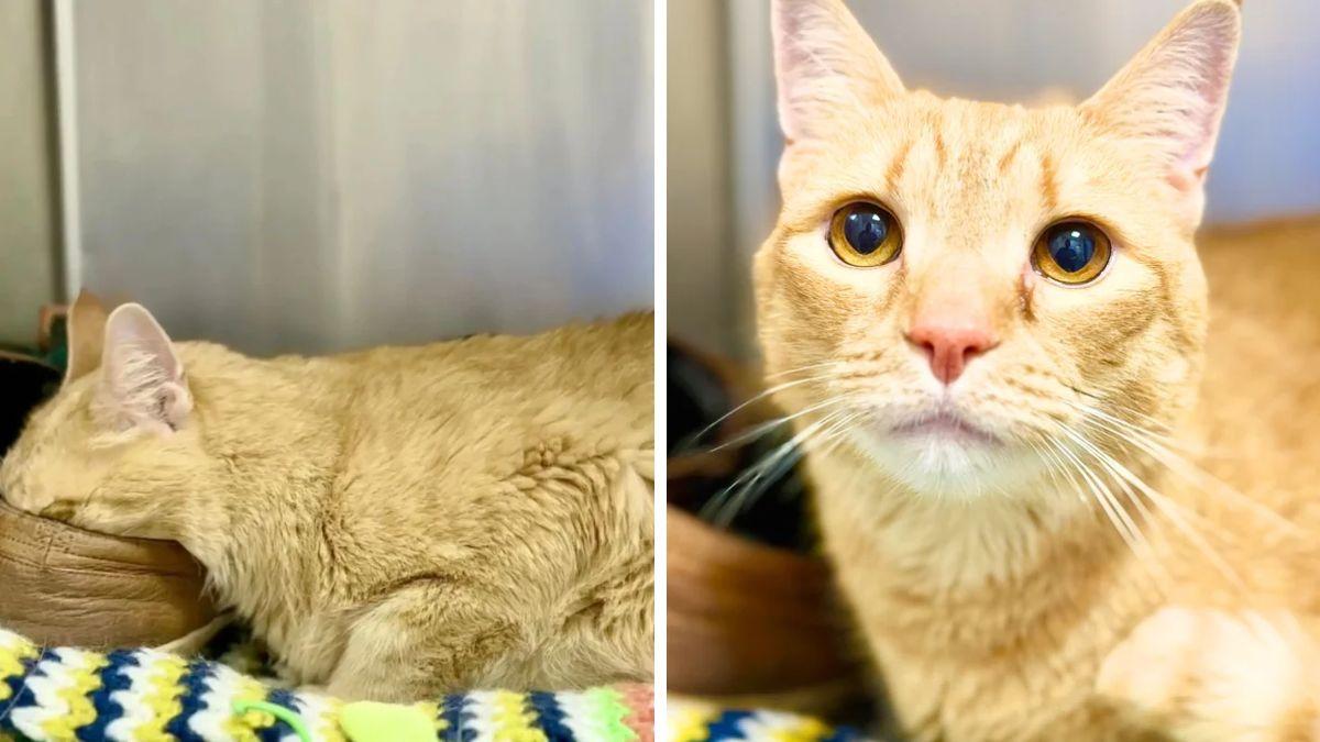 Tras volver a un refugio porque su familia se mudó a una residencia para mayores, este gato se aferró a los zapatos de su antiguo dueño para sentirse cerca de él: la historia de Ming