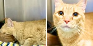 Tras volver a un refugio porque su familia se mudó a una residencia para mayores, este gato se aferró a los zapatos de su antiguo dueño para sentirse cerca de él: la historia de Ming