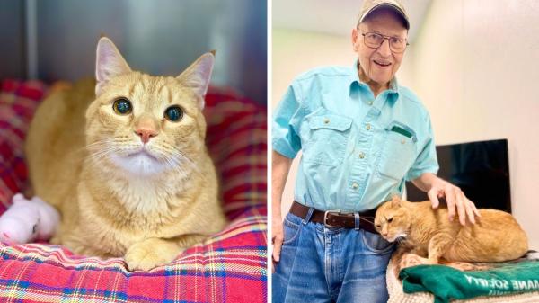Tras volver a un refugio porque su familia se mudó a una residencia para mayores, este gato se aferró a los zapatos de su antiguo dueño para sentirse cerca de él: la historia de Ming - Un hombre que había perdido a su gato encontró en Ming un nuevo compañero