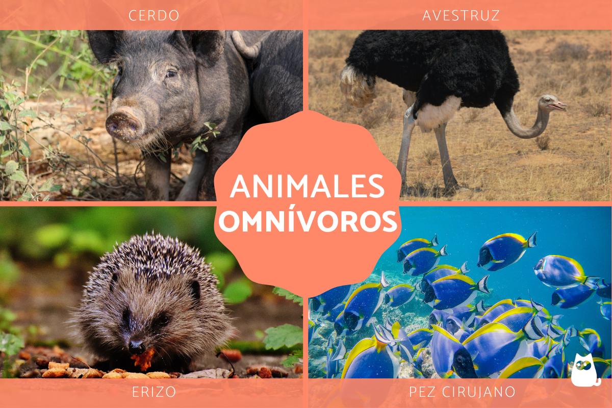 Animales omnívoros - Más de 40 ejemplos y curiosidades