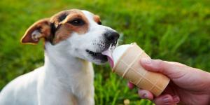 Cremosos y con proteína animal: los helados para perros se han convertido en la nueva tendencia del pet food