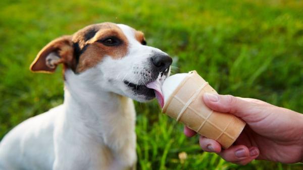 Cremosos y con proteína animal: los helados para perros se han convertido en la nueva tendencia del pet food