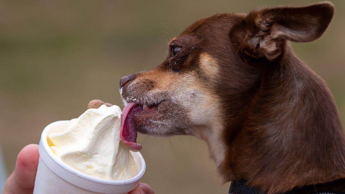 El snack del verano: helados para perros cremosos, con proteína animal y perfectos contra el calor