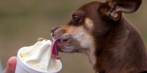 El snack del verano: helados para perros cremosos, con proteína animal y perfectos contra el calor