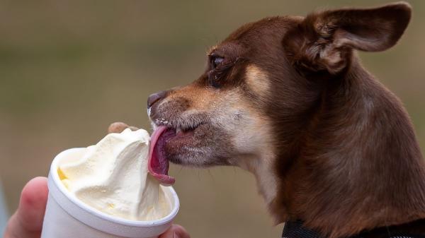 El snack del verano: helados para perros cremosos, con proteína animal y perfectos contra el calor
