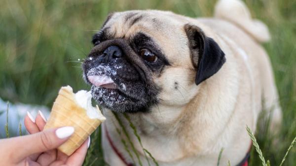 El snack del verano: helados para perros cremosos, con proteína animal y perfectos contra el calor - Los helados para perros deben ser un complemento, no un sustituto de la dieta