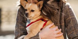 Alicante bate récord de mascotas: ya hay casi medio millón de perros y gatos registrados