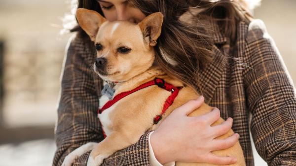 Alicante bate récord de mascotas: ya hay casi medio millón de perros y gatos registrados