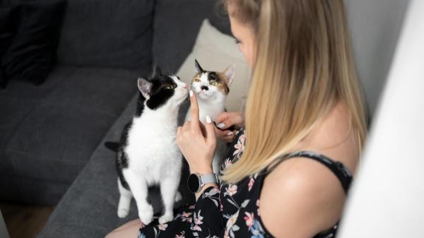 Alicante bate récord de mascotas: ya hay casi medio millón de perros y gatos registrados - Cómo la Ley de Bienestar Animal ha ayudado a disparar el registro de mascotas