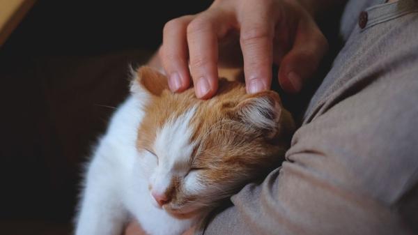 Alicante bate récord de mascotas: ya hay casi medio millón de perros y gatos registrados - El incremento de mascotas obliga a las ciudades a adaptarse