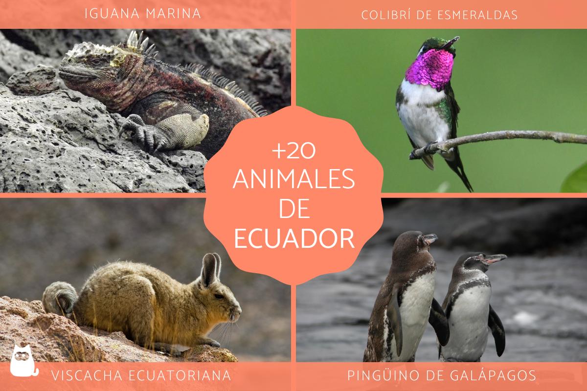 Animales endémicos de Ecuador