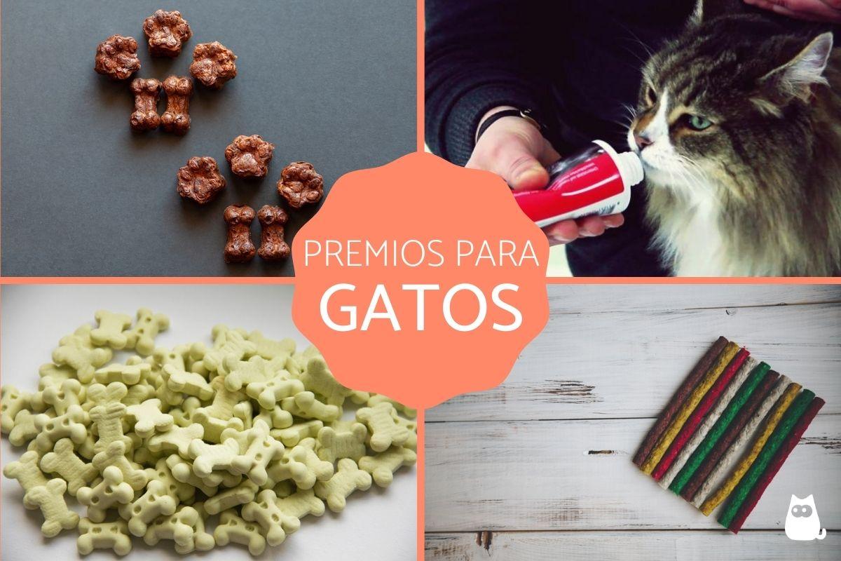 ¿Cuáles son los mejores premios para gatos?