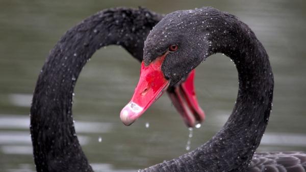 La tierna historia de amor de dos cisnes en El Retiro que nadie esperaba: Luna y Lorenza - El misterio de los huevos sin crías y la sorprendente revelación: Lorenzo era una hembra