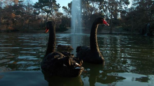 La tierna historia de amor de dos cisnes en El Retiro que nadie esperaba: Luna y Lorenza - La llegada de Lorenzo que devolvió la alegría a Luna