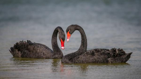 La tierna historia de amor de dos cisnes en El Retiro que nadie esperaba: Luna y Lorenza - La monogamia en los cisnes y sus vínculos para toda la vida