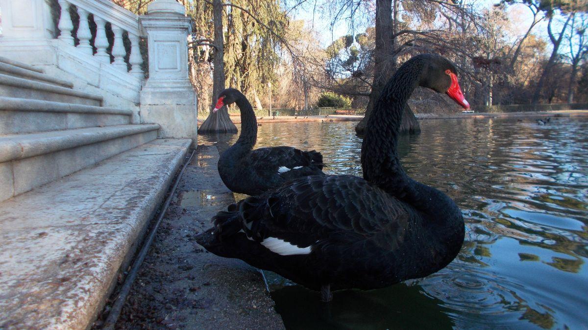 La tierna historia de amor de dos cisnes en El Retiro que nadie esperaba: Luna y Lorenza