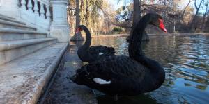 La tierna historia de amor de dos cisnes en El Retiro que nadie esperaba: Luna y Lorenza
