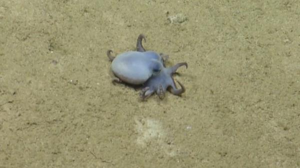 Los científicos no dan crédito: descubren un pequeño pulpo azul en Galápagos que podría cambiar lo que sabemos del océano - Así es el diminuto pulpo azul que ha sorprendido a los investigadores