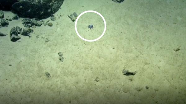 Los científicos no dan crédito: descubren un pequeño pulpo azul en Galápagos que podría cambiar lo que sabemos del océano - El sorprendente método con el que identificaron al nuevo pulpo azul de Galápagos