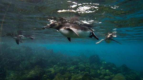 Los científicos no dan crédito: descubren un pequeño pulpo azul en Galápagos que podría cambiar lo que sabemos del océano - Las profundidades de Galápagos siguen ocultando un ecosistema todavía desconocido