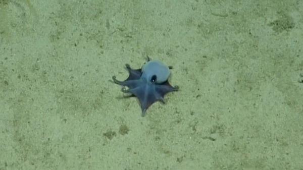 Los científicos no dan crédito: descubren un pequeño pulpo azul en Galápagos que podría cambiar lo que sabemos del océano - Lo que este hallazgo revela sobre el futuro de la exploración submarina