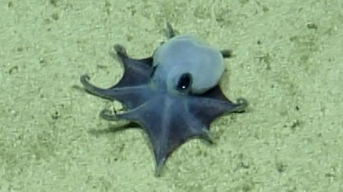 Los científicos no dan crédito: descubren un pequeño pulpo azul en Galápagos que podría cambiar lo que sabemos del océano