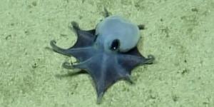 Los científicos no dan crédito: descubren un pequeño pulpo azul en Galápagos que podría cambiar lo que sabemos del océano