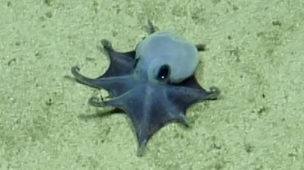 Los científicos no dan crédito: descubren un pequeño pulpo azul en Galápagos que podría cambiar lo que sabemos del océano