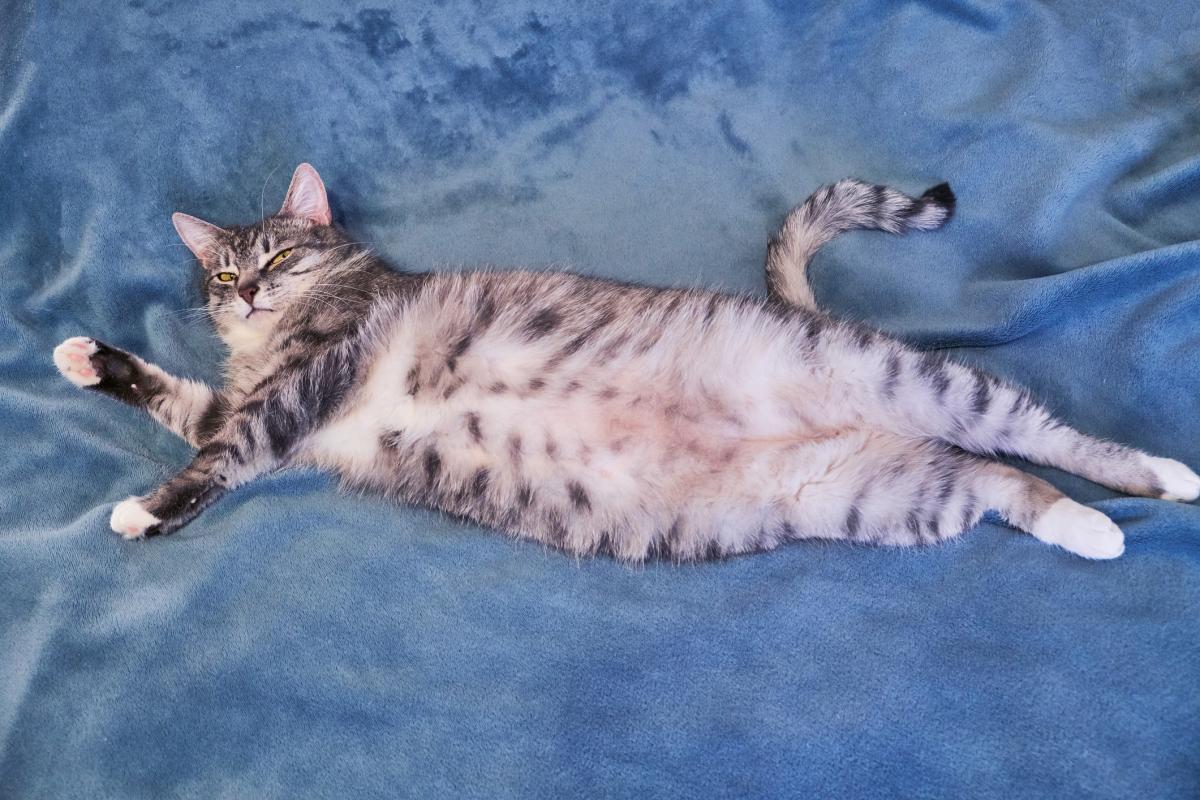 ¿Los gatos tienen ombligo?