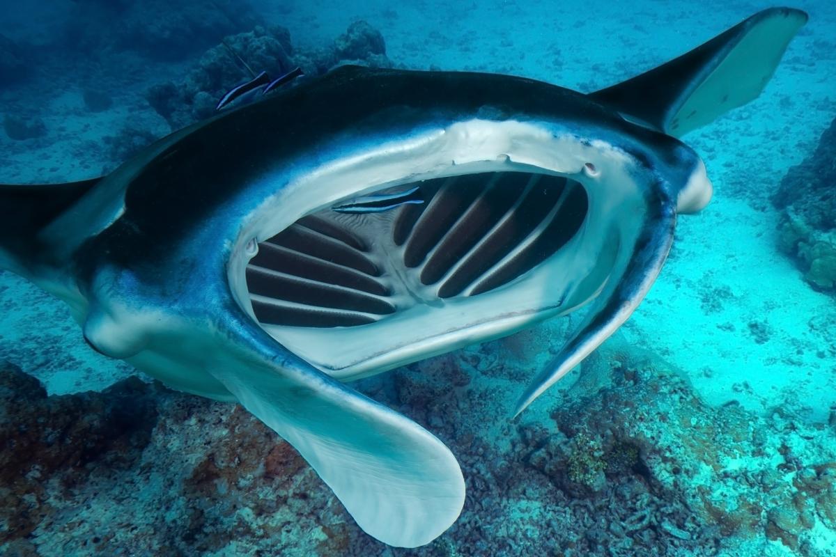 ¿Qué comen las mantarrayas?