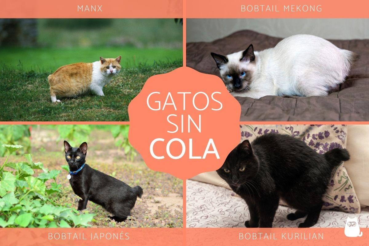 Razas de gatos sin cola