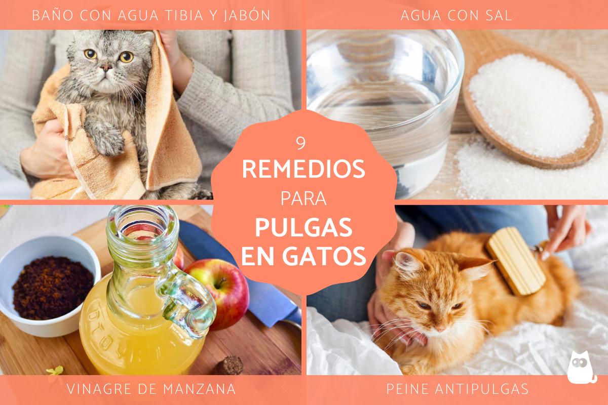 Remedios caseros para las pulgas en gatos bebés
