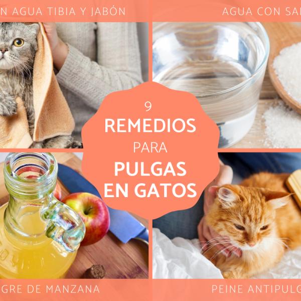 cómo deshacerse de las pulgas en perros y gatos