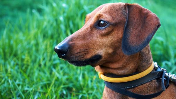 Tu perro puede parecer sano y estar infectado: el aviso de los veterinarios ante el avance de mosquitos y garrapatas - Cambio climático y perros: por qué los expertos temen más enfermedades transmitidas por garrapatas y mosquitos