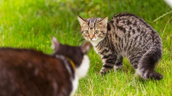 Los veterinarios desmontan el mito: “La esterilización no hace que un gato sea más cariñoso” - La agresividad tampoco desaparece siempre después de la esterilización