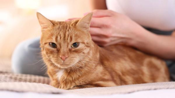 Los veterinarios desmontan el mito: “La esterilización no hace que un gato sea más cariñoso” - La esterilización sí cambia algunos comportamientos, pero no la personalidad del gato