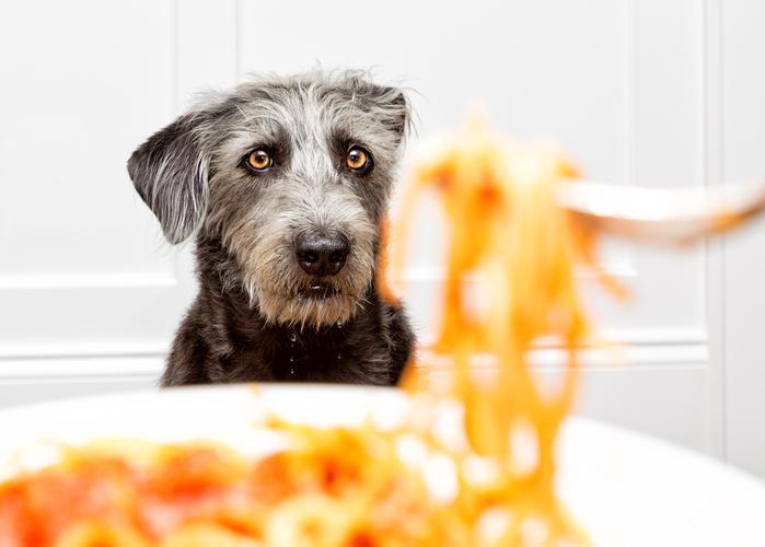 los fideos de huevo son seguros para los perros