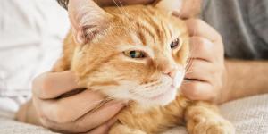 Los veterinarios desmontan el mito: “La esterilización no hace que un gato sea más cariñoso”