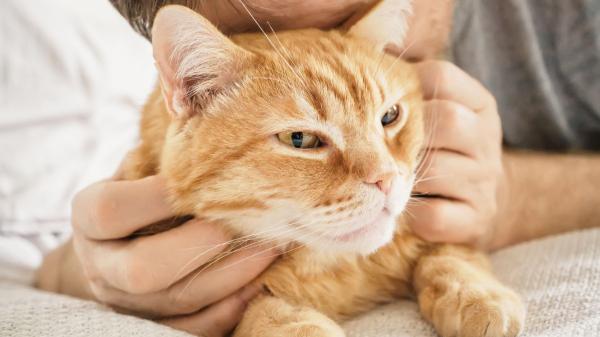 Los veterinarios desmontan el mito: “La esterilización no hace que un gato sea más cariñoso”