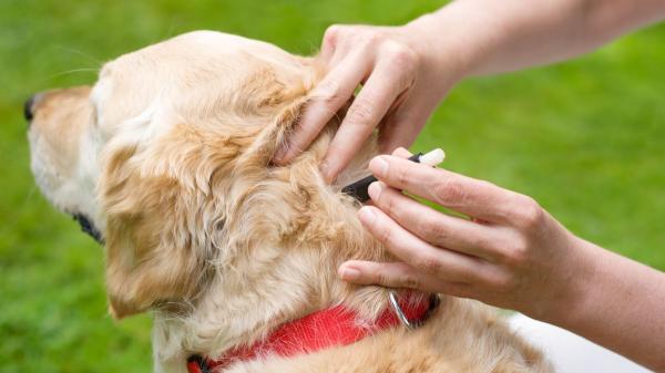 Tu perro puede parecer sano y estar infectado: el aviso de los veterinarios ante el avance de mosquitos y garrapatas - Mosquitos, garrapatas y calor: por qué aumentan las enfermedades que amenazan a los perros en España