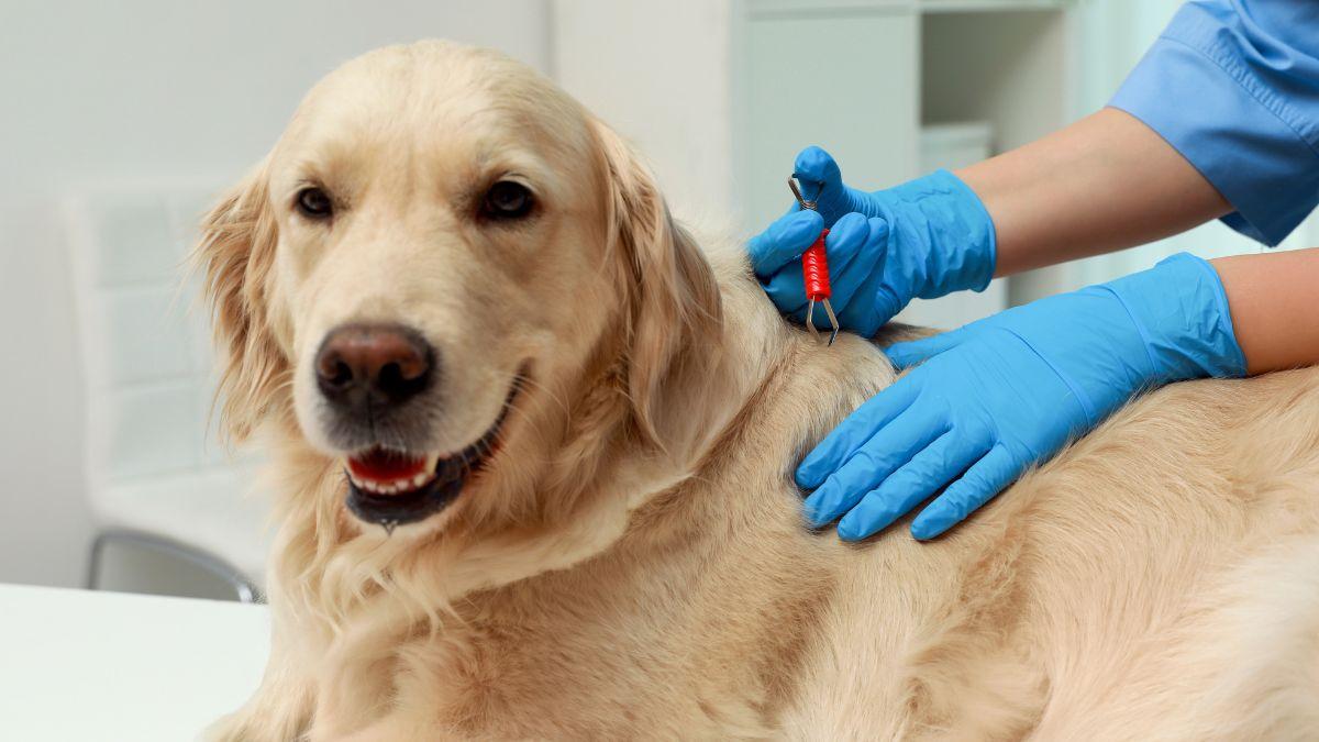 Tu perro puede parecer sano y estar infectado: el aviso de los veterinarios ante el avance de mosquitos y garrapatas