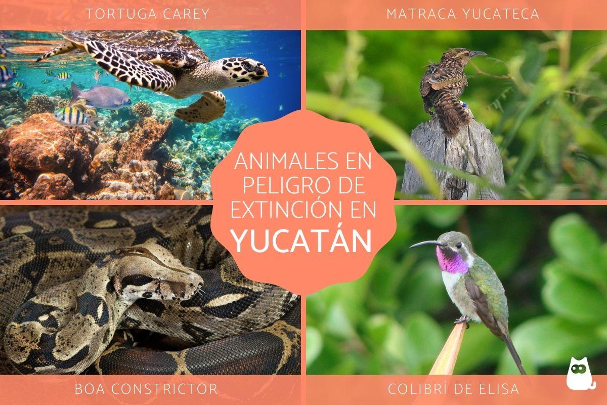 Animales en peligro de extinción en Yucatán