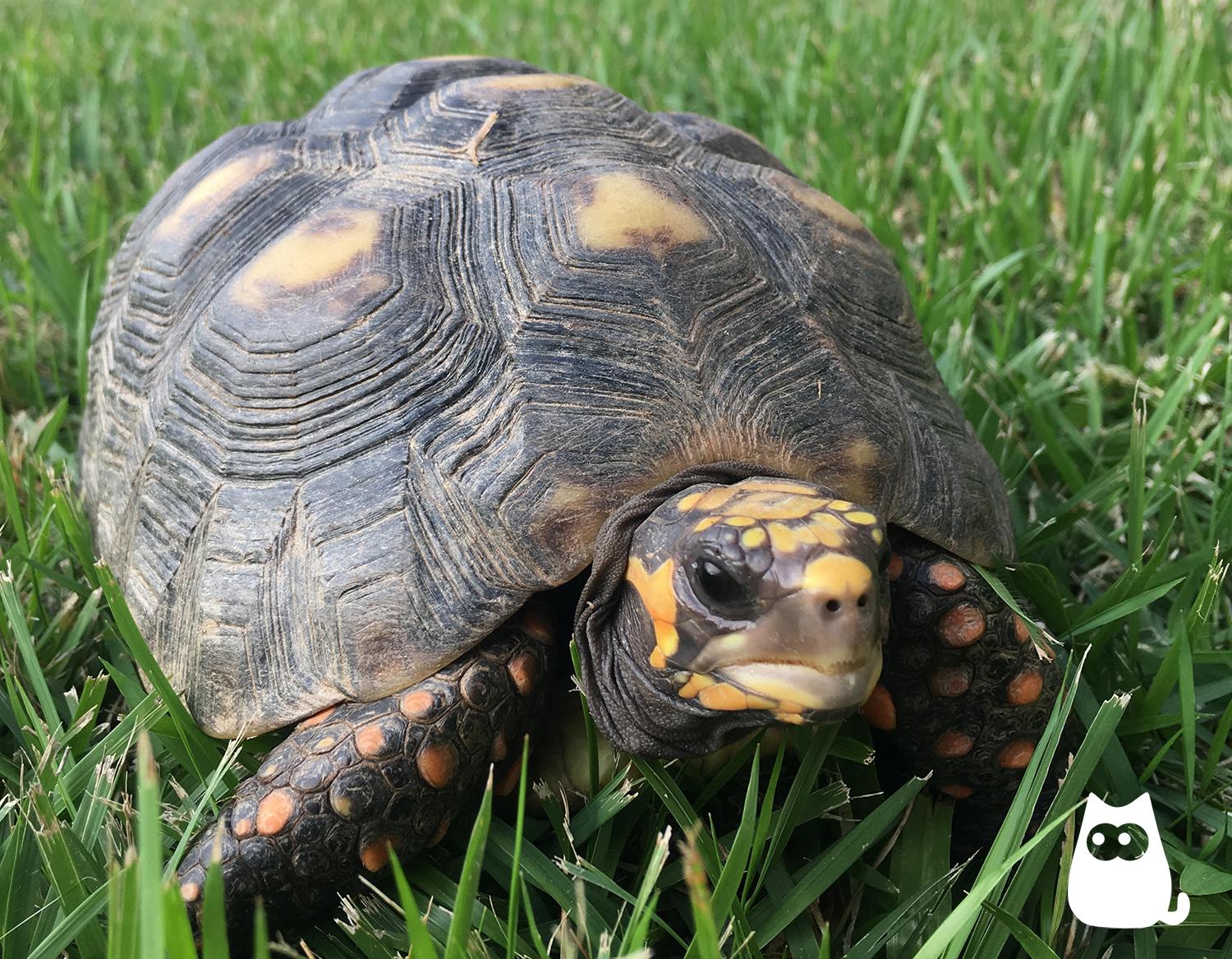 Se Puede Tener Tortugas De Mascota: Consejos Esenciales para Cuidarlas