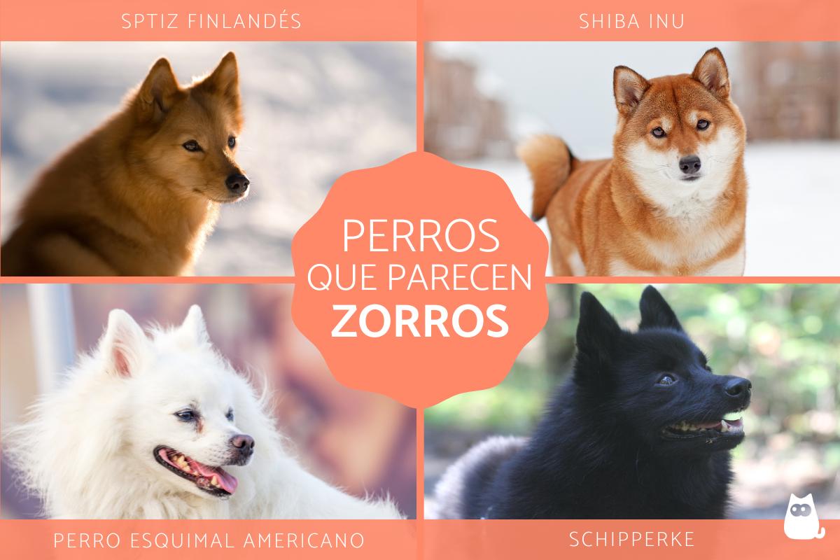 Razas de perros que parecen zorros