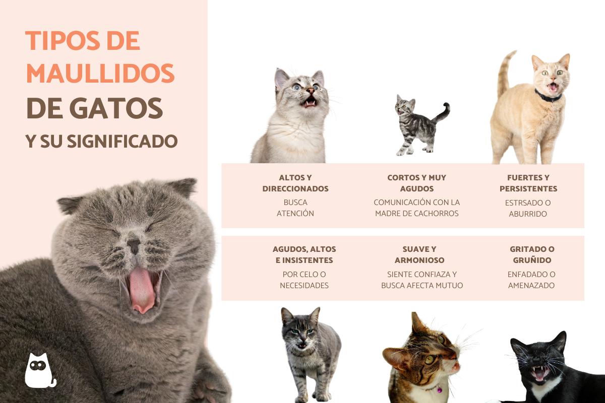 Tipos de maullidos de gatos