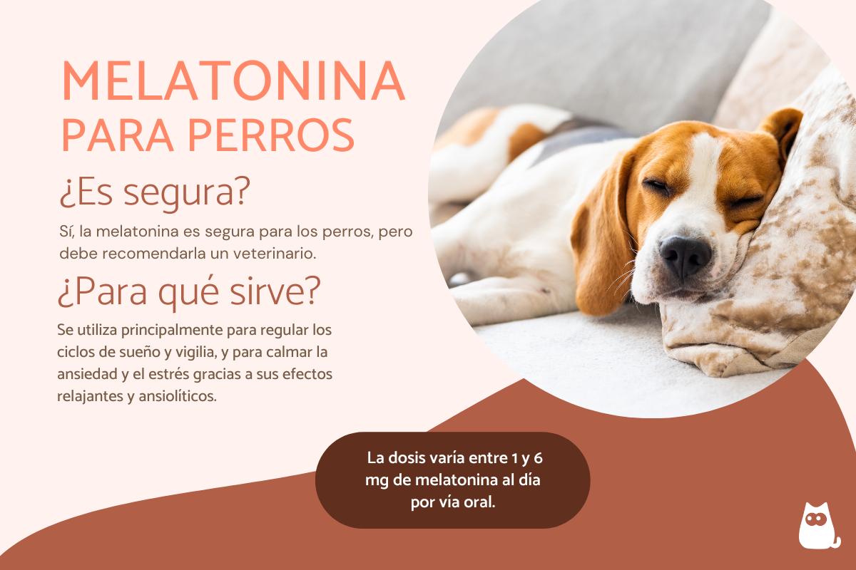 Melatonina para perros: dosis y usos
