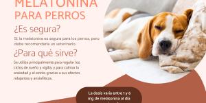 Melatonina para perros: dosis y usos