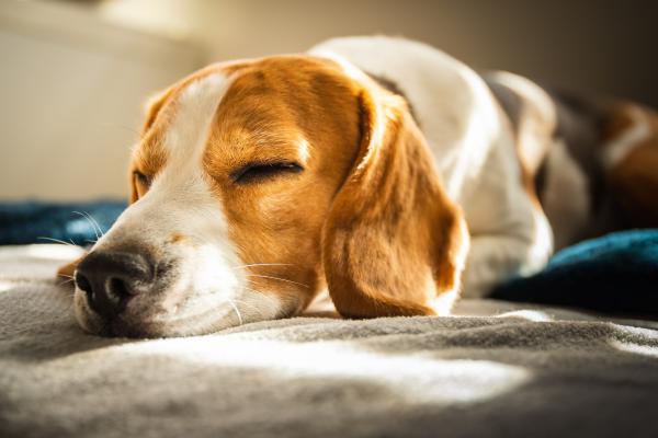 Melatonina para perros: dosis y usos - ¿Qué efectos tiene la melatonina en los perros?